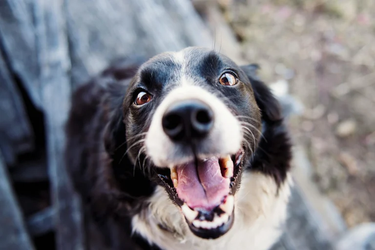 Top 5 Essential Grooming Tips to Keep Your Pet Happy and Healthy