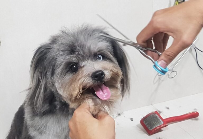 Reflecting on Our Journey: A Heartfelt Thank You from Fur Casa